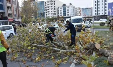 Batman’da fırtına nedeniyle ağaçlar devrildi