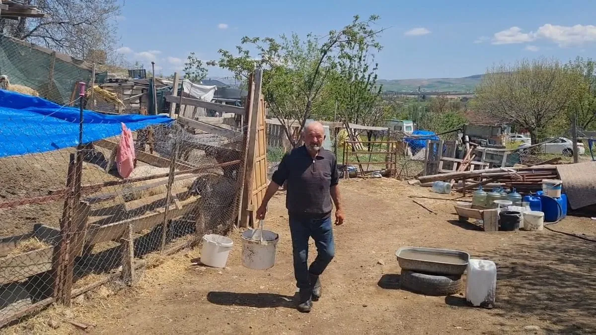 Kurt saldırısı: 30 küçükbaş hayvan telef oldu