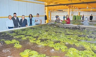 Muz sarartmak için dev tesis