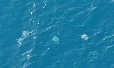 Antalya körfezinde ilginç görüntü! Dev denizanalarının geçişleri dron ile görüntülendi
