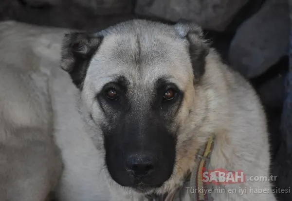 Son Dakika Haberi: Sivas’ta 75 yaşındaki adam köpeğe tecavüz ederken yakalanmıştı! O sözleri kan dondurdu!
