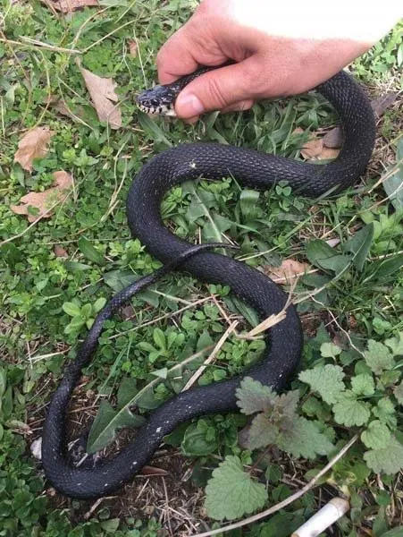 Bahçesinde yakaladığı yılanı serbest bıraktı! Sebebi ise...