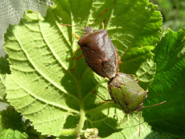 trabzonda-kokarca-seferberligi-200-bin-samuray-arisi-salindi-1793359517443.jpg