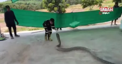 Tayland’da otomobilin kaputundan 16 kilo ağırlığında zehirli yılan çıktı | Video