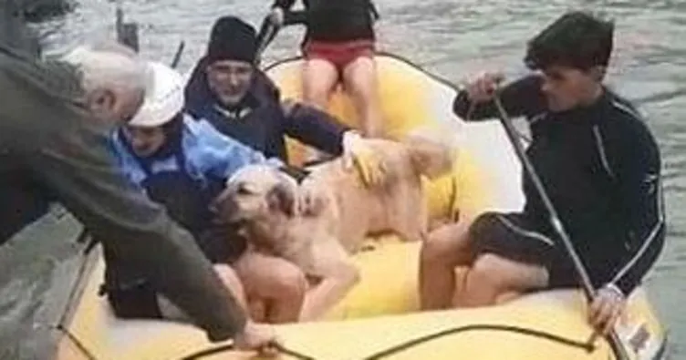 Sahipsiz hayvanlar botla kurtarıldı