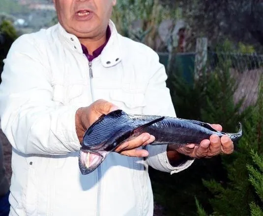 Türkiye’de ilk kez görüldü balıkçılar şoke oldu