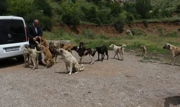 Kahramankazan’da başıboş köpek açlıktan birbirlerini yemeye başladı
