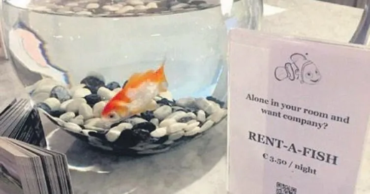 Yalnızlık hissedene kiralık Japon balığı!