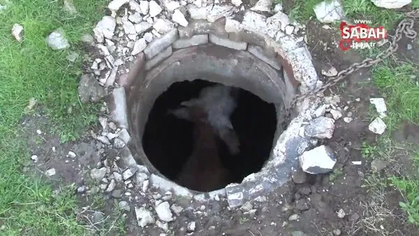 Adana'da kuyuya düşen inek, köpek sayesinde kurtarıldı