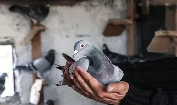 Çocuğum dediği güvercinlerini enkazdan kurtardı: Arkadaşına emanet etti