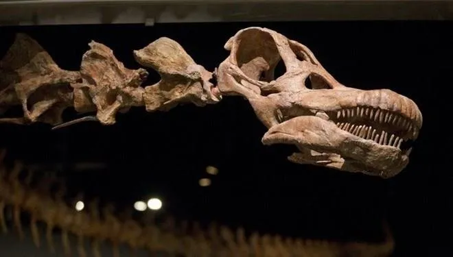 Arjantin’de bulundu! Dünyanın en büyüğü! Tam 98 milyon yıllık
