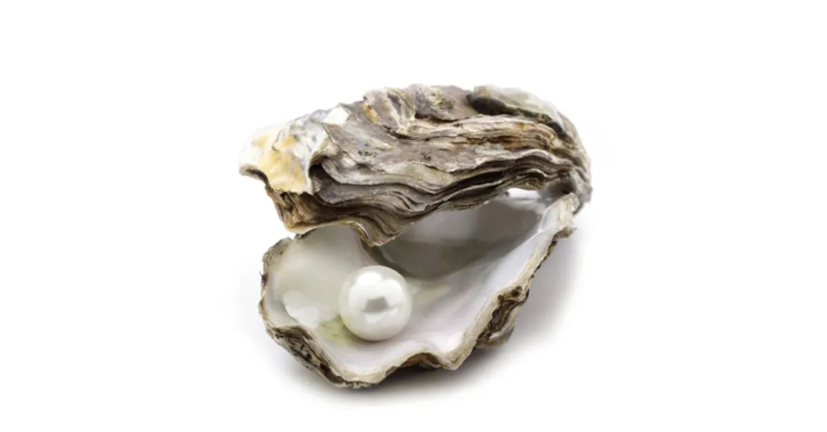 İnci Nasıl Oluşur? İstiridyenin İçinde Bir İnci Oluşumu Nasıl Ve Kaç Yılda Tamamlanır? İnci Nasıl Oluşur? İstiridyenin İçinde Bir İnci Oluşumu Nasıl Ve Kaç Yılda Tamamlanır?