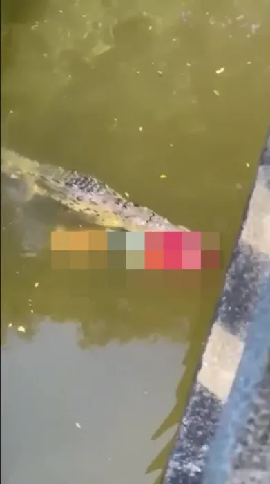 Timsah nehirde yüzen futbolcuyu diri diri yuttu! İri timsah çenesinde kurbanın cesediyle...