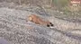 Kastamonu’da dehşet veren olay: 10 köpeği uyuşturup araziye attılar | Video