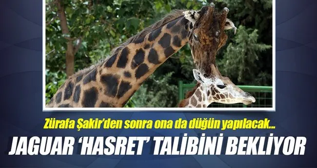 Zürafa Şakir’den sonra şimdi sıra jaguar Hasret’e geldi!