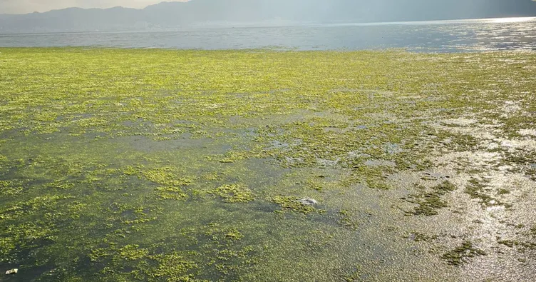 İzmir Bostanlı’da şaşırtan görüntü