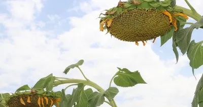 Şifa kaynağı Ayçiçeği, fotoğraf tutkunlarına da adeta görsel bir şölen sunuyor #erzincan