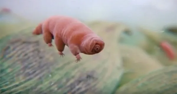 Dünyanın en dayanıklı canlısı: Tardigrad