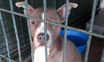 Türkiye genelinde tehlike arz eden 23 bin 406 köpek kayıt altına alındı #istanbul Türkiye genelinde tehlike arz eden 23 bin 406 köpek kayıt altına alındı #istanbul