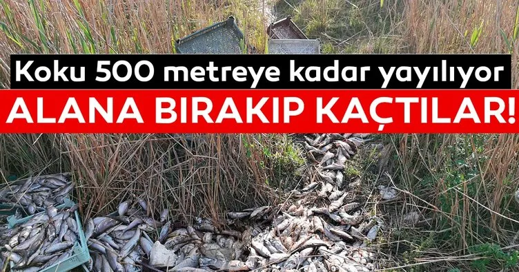 Bursa’da 1 ton balığı, piknik alanına bırakıp kaçtılar
