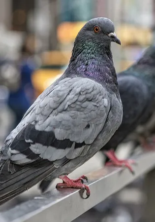 Bilim insanları şaşkına döndü! Güvercinlerin yön bulma sırrı karaciğerlerinde saklı olabilir