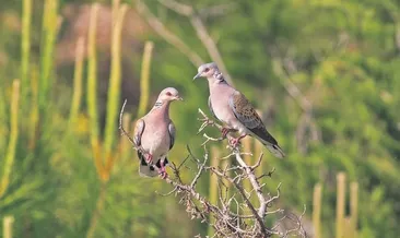 Aman avcı vurma beni