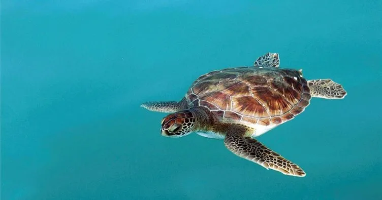 Denizdeki büyük tehlike! Deniz kaplumbağası yiyen 19 kişi öldü