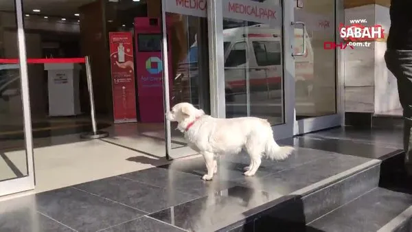 Trabzon'da sahibini 5 gündür hastane kapısında bekleyen köpek, dünya basınında | Video