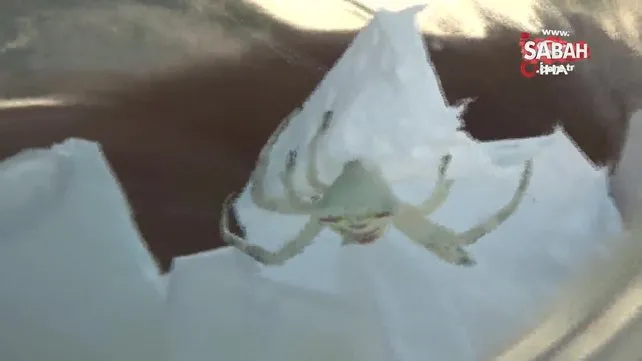 İnsan yüzlü örümcek görenleri hayrete düşürdü | Video