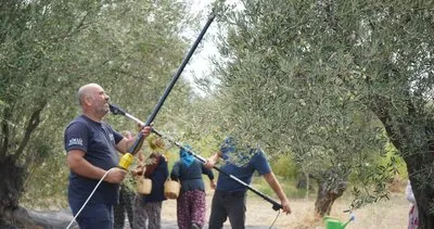 Zeytinin başkenti Ayvalık’ta yılın ilk hasat ve sıkımı yapıldı #balikesir