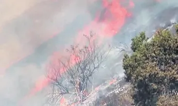 Kaliforniya’da 12 bin hektar orman yandı