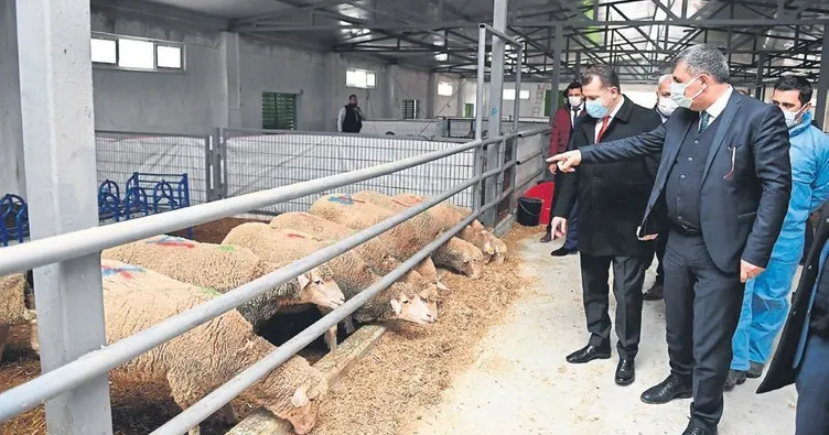 Büyükşehir’in ilk tescilli kuzuları