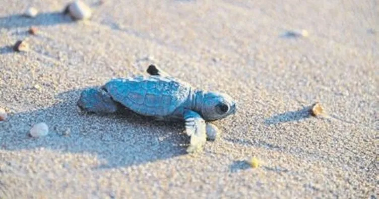 Kumsala çıkan deniz kaplumbağalarını ürkütmeyin