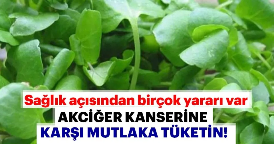 Akciger Kanserine Karsi Tere Otu Saglik Haberleri