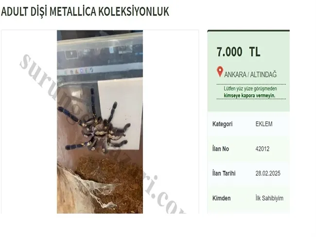 internette-yasa-disi-tarantula-satisi-cezasi-60-bin-tl-1741003851125.jpg