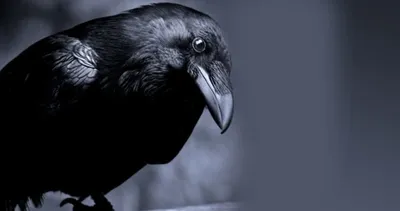 Bilim insanları çözemiyor! Bir karga öldüğü anda meğer...