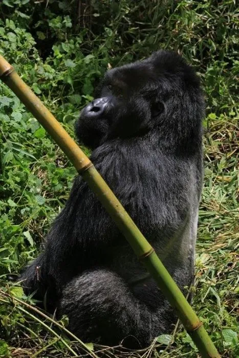 Ruanda Dağ Gorilleri