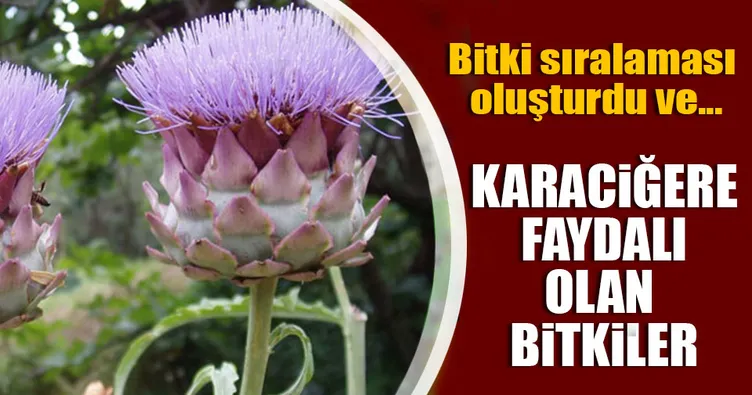 Karaciğere faydalı olan bitkiler