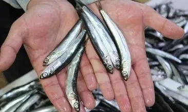 Karadeniz’de avlanan ince hamsi, diğer balık çeşitlerini tehdit ediyor #trabzon