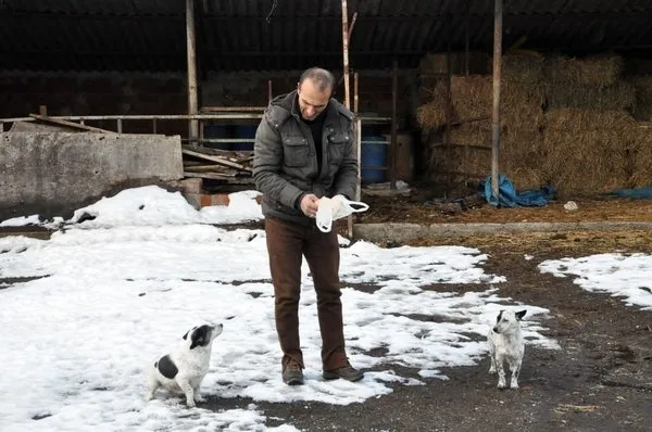 Köpek sanarak büyüttü, yetişince tilki olduğu ortaya çıktı!