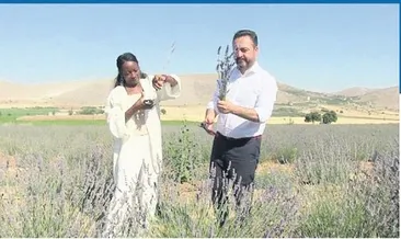 ABD’li şarkıcı lavanta hasadında