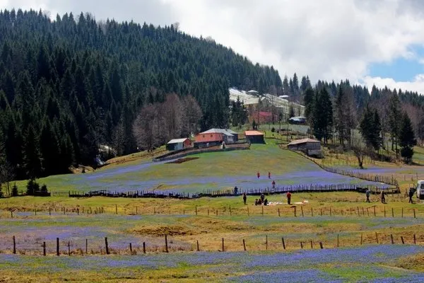 'Mor yayla'ya ziyaretçi akını