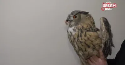 Soğuktan etkilenen Puhu kuşu tedavi altına alındı | Video