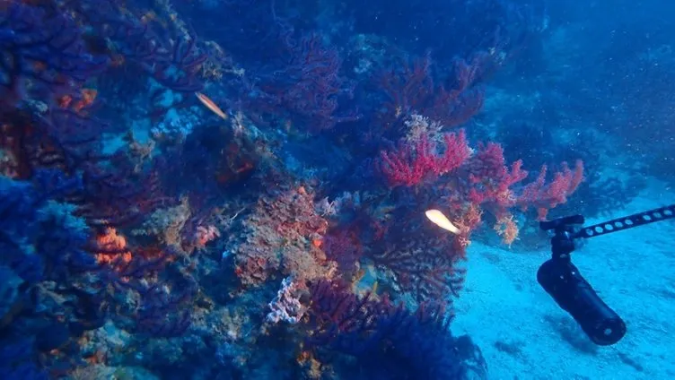 Edremit’in saklı hazinesi kırmızı mercanlar koruma altına alınacak