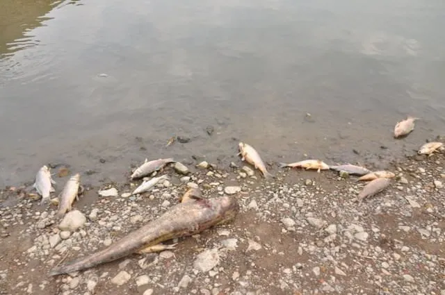 Toplu balık ölümleri devam ediyor