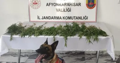 Jandarma hem kenevir yetiştiren hem de kaçak kazı yapan şahsı yakaladı #afyonkarahisar