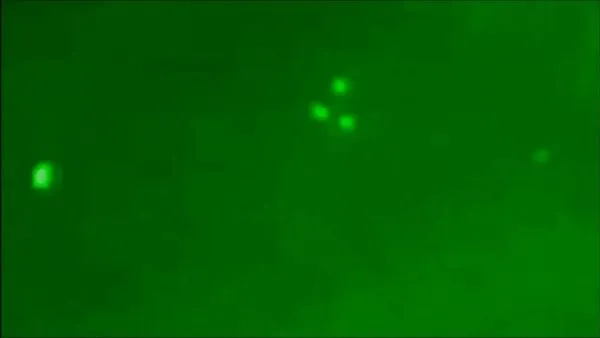 ABD Michigan'da üçgen şeklindeki UFO gece görüş kamerası ile böyle görüntülendi | Video