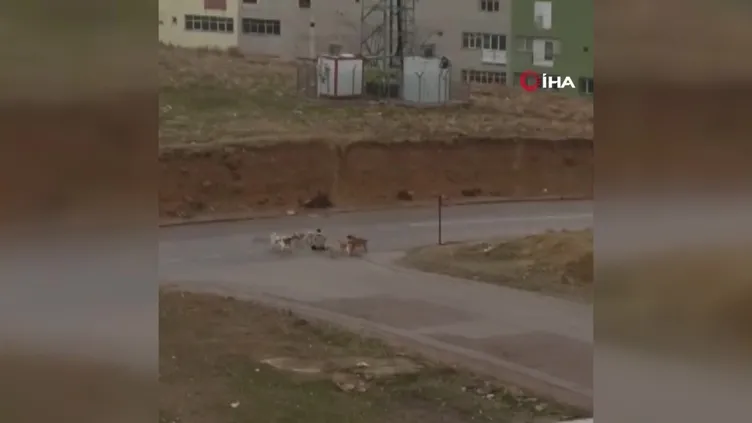 Ankara’da başıboş sokak köpeği dehşeti! Defalarca ısırdılar: 2-3 dakika geçseydi...