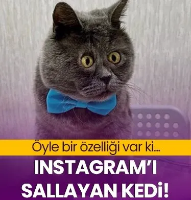 Instagramı sallayan kedi! Dünya onu izliyor