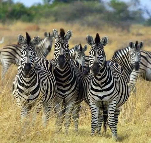 Zebra çizgilerinin sırrı ne?